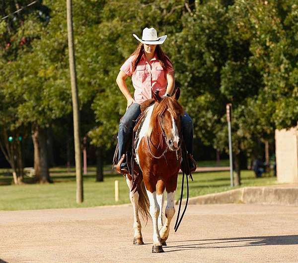 all-quarter-horse
