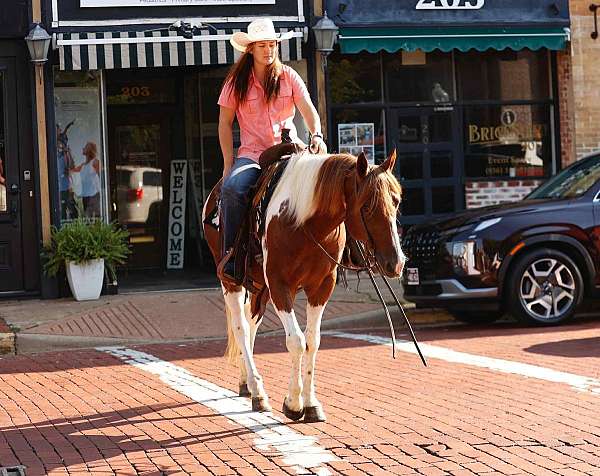 aqha-quarter-horse