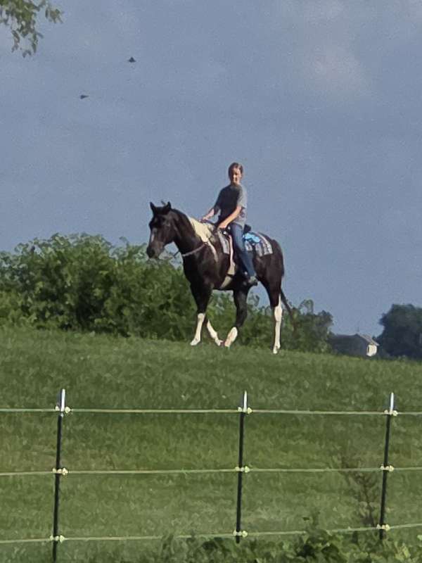paint-horse
