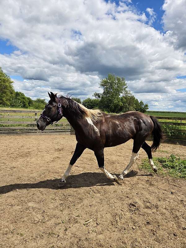 black-overo-paint-horse