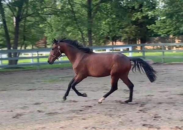 working-equitation-yearling