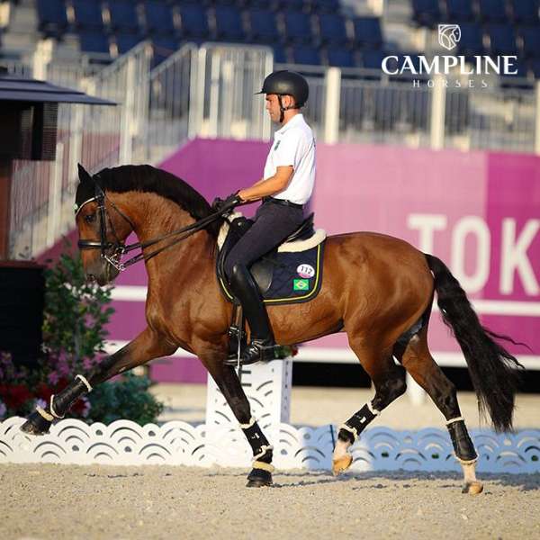 apsl-fei-stallion