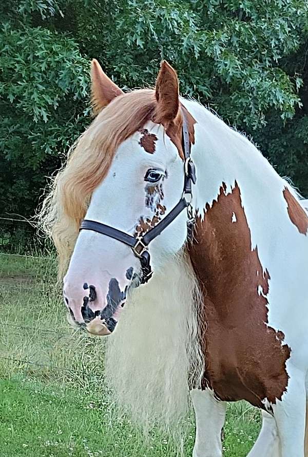 available-gypsy-vanner-horse