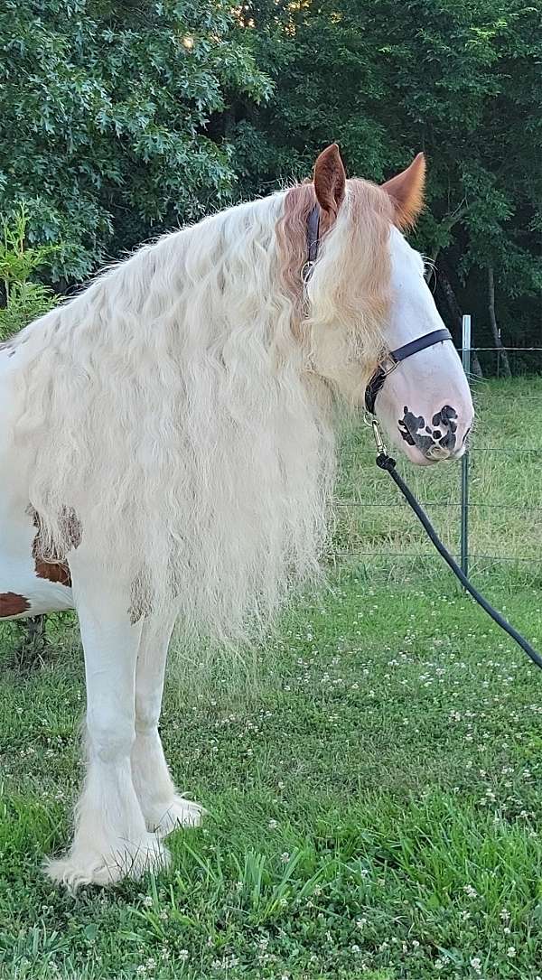 baths-gypsy-vanner-horse