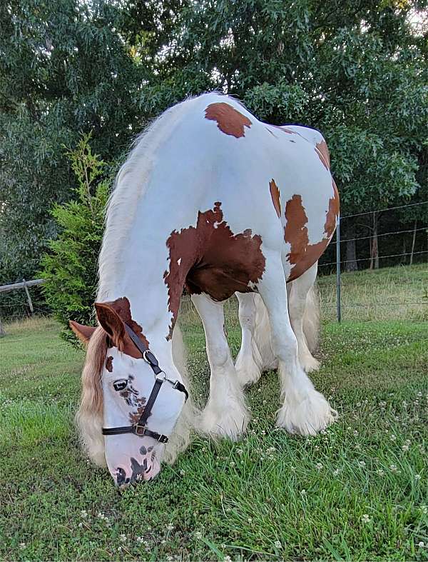black-gypsy-vanner-horse