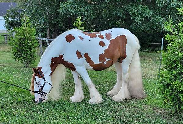 broke-gypsy-vanner-horse