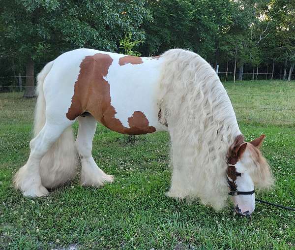 broodmare-gypsy-vanner-horse
