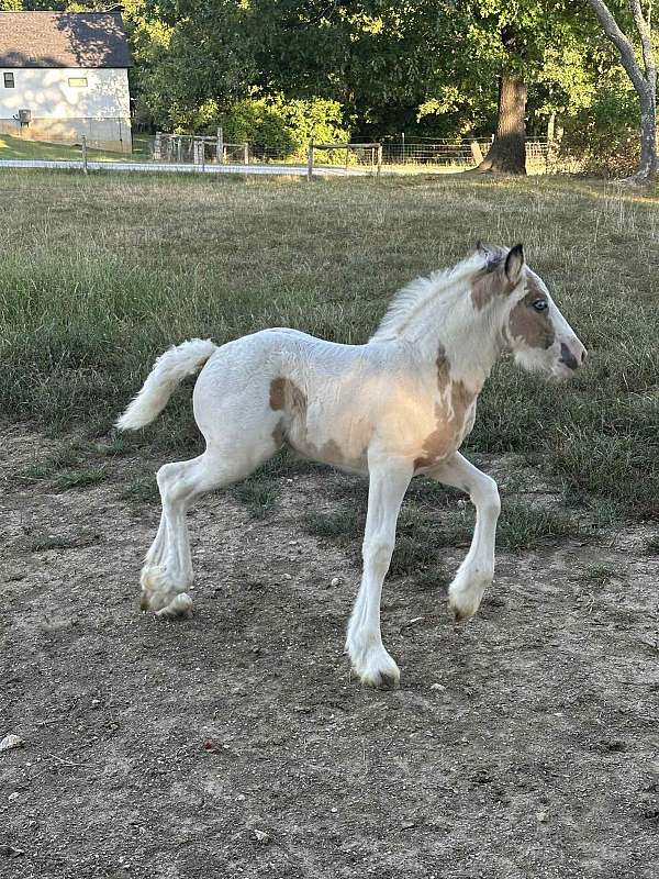 tobiano-horse