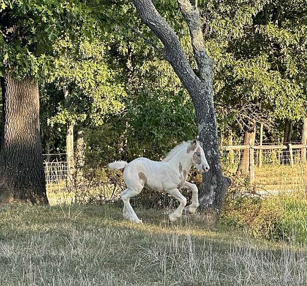 buck-gypsy-vanner-horse