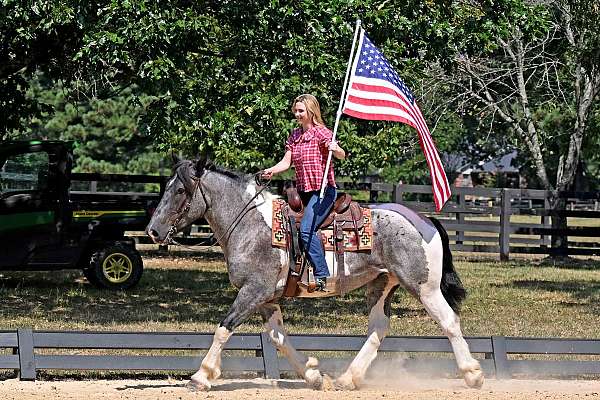 beginner-safe-draft-horse