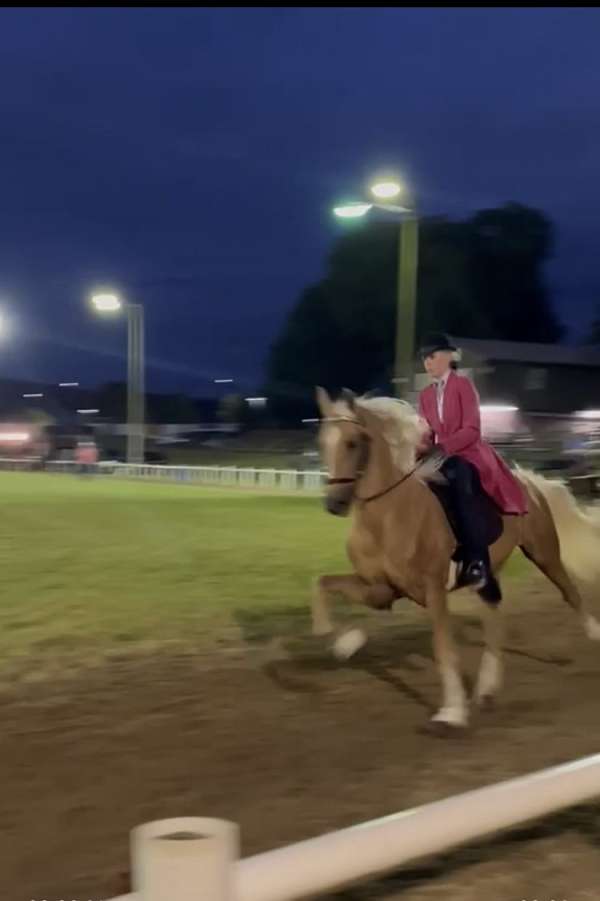 15-hand-racking-gelding
