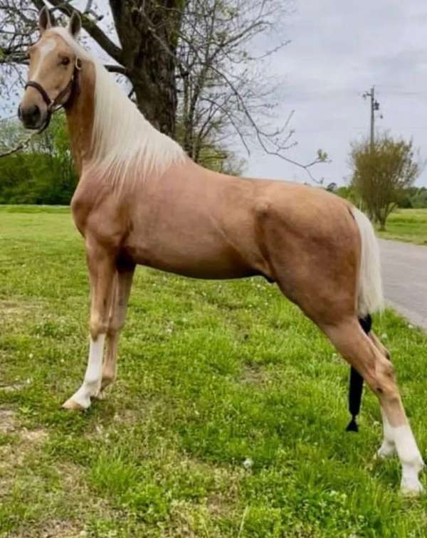 palomino-racking-gelding