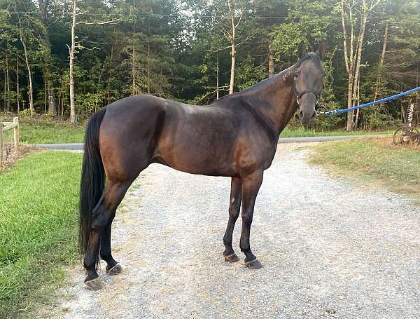 bay-standardbred-gelding