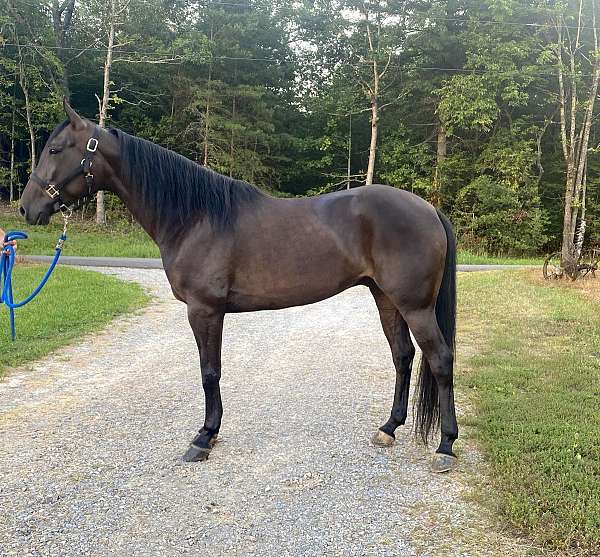 bay-gelding-for-sale