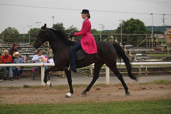 15-hand-standardbred-gelding