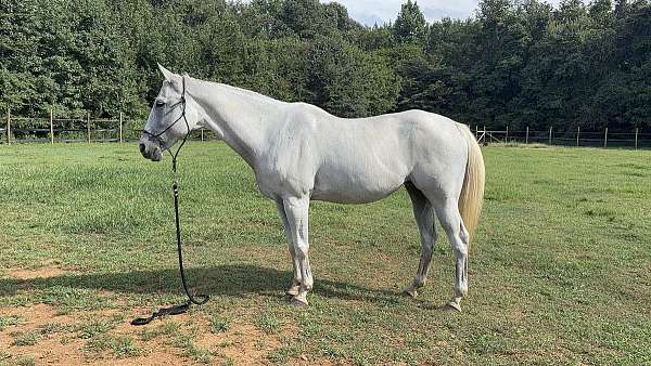none-horse