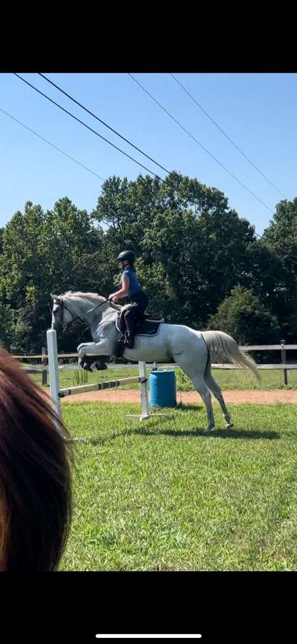 grey-none-horse
