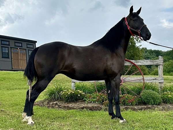black-racking-mare