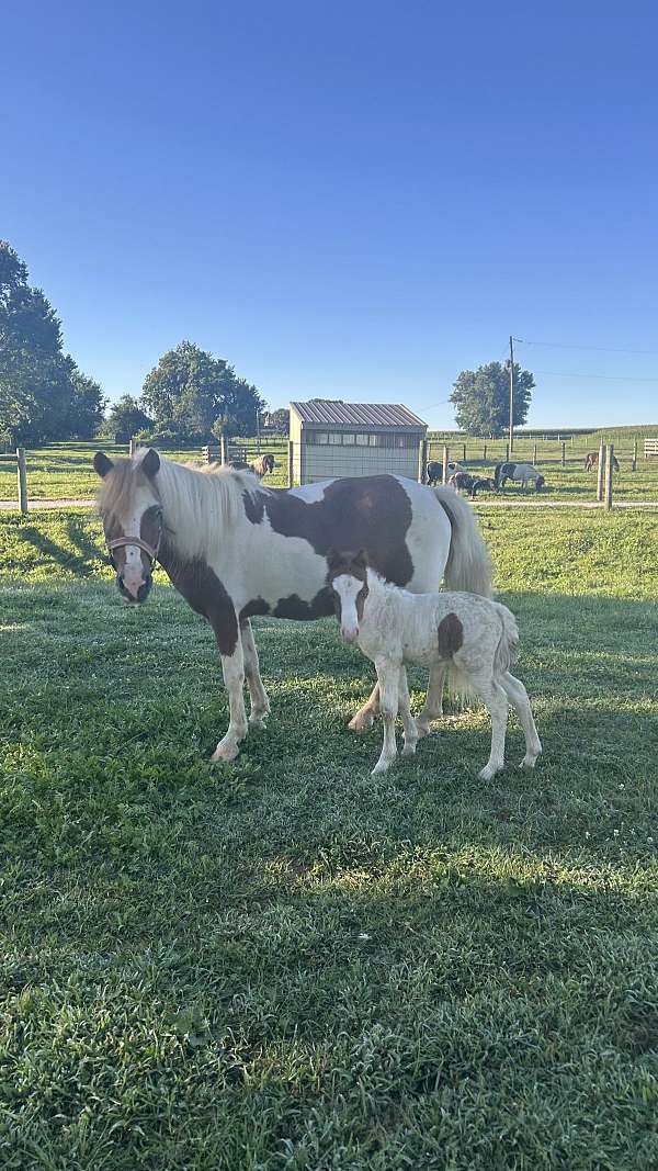 all-around-miniature-horse