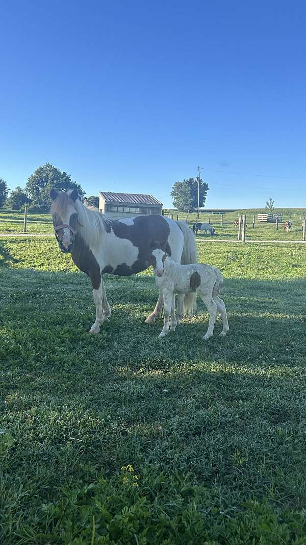 breeding-miniature-horse
