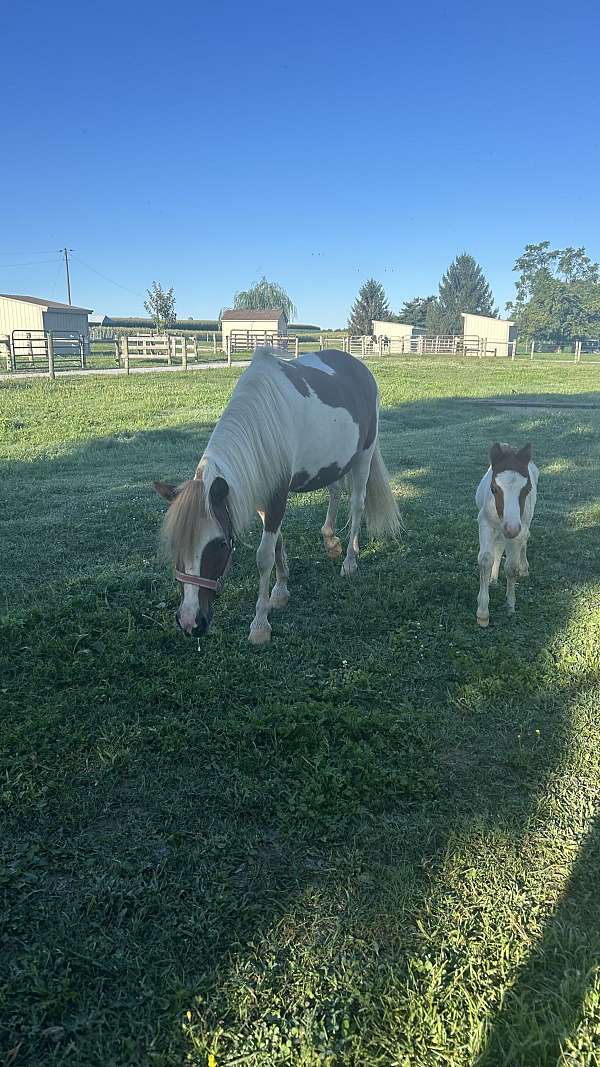 flashy-miniature-horse