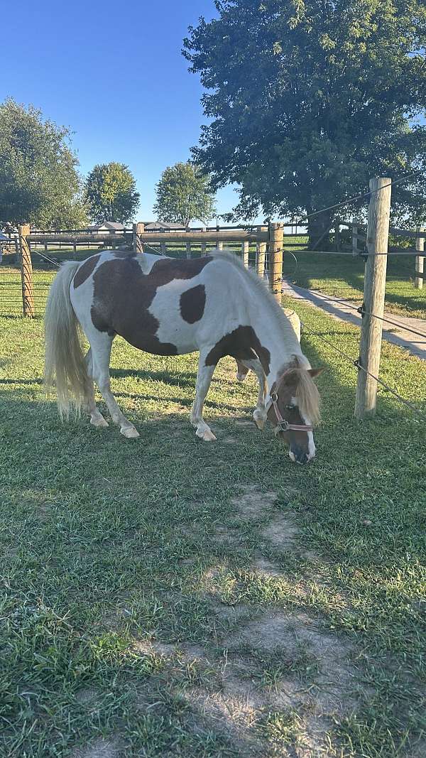 halter-miniature-horse