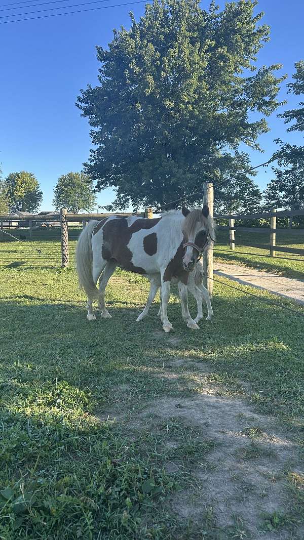 kid-safe-miniature-horse