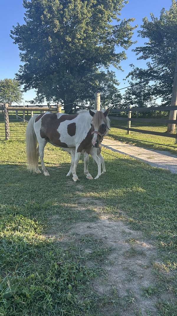 ridden-western-miniature-horse