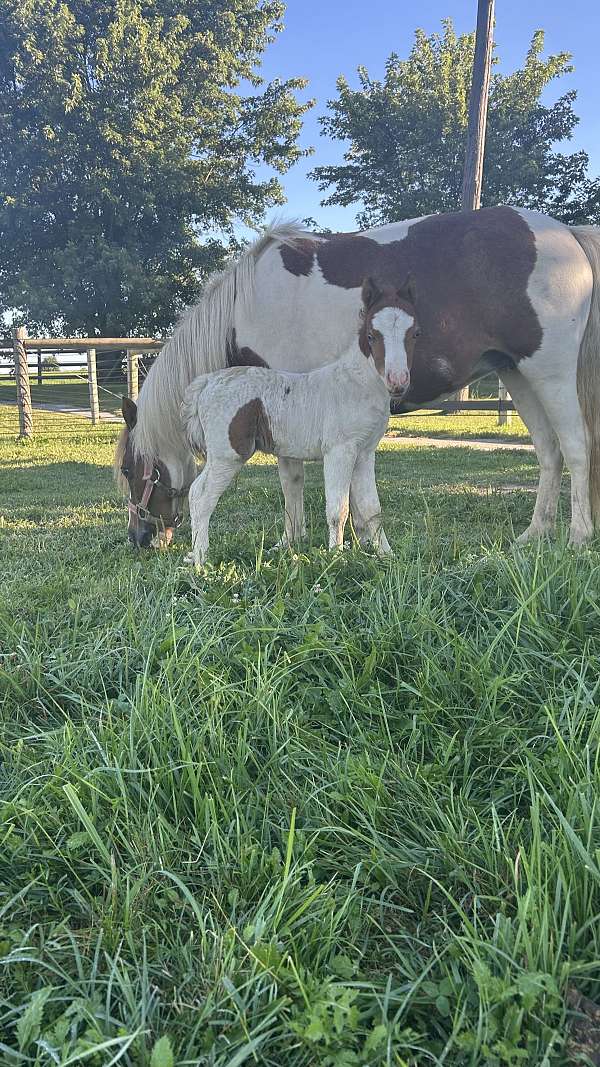 all-around-mare