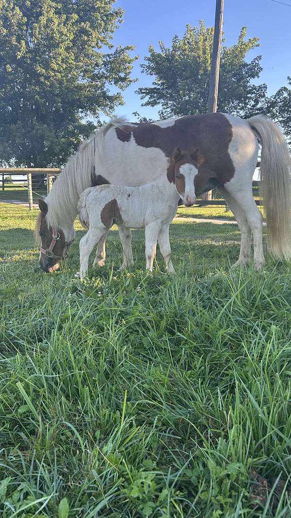 breeding-mare