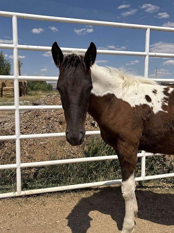 performance-paint-pinto-horse