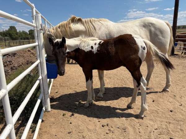 bay-paint-pinto-colt