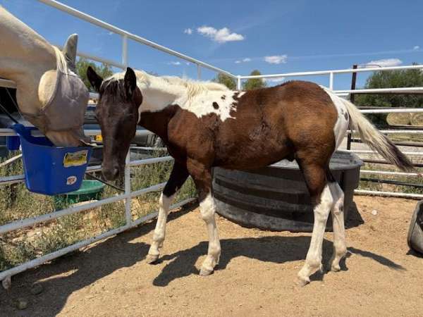 white-paint-pinto-colt