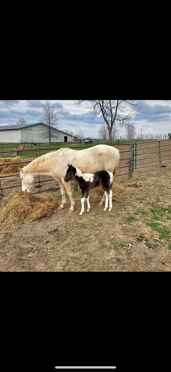 bay-paint-pinto-for-sale