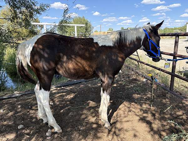 bold-colt