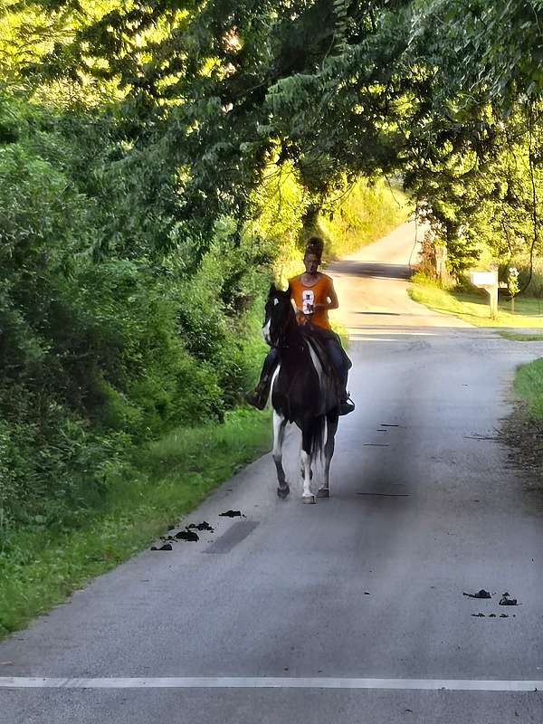 spotted-saddle-mare