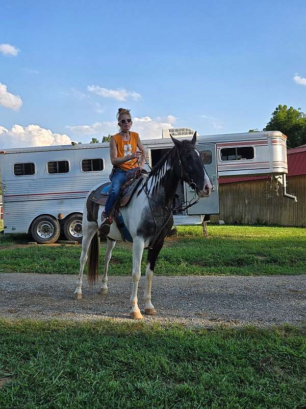 spotted-saddle-horse-for-sale