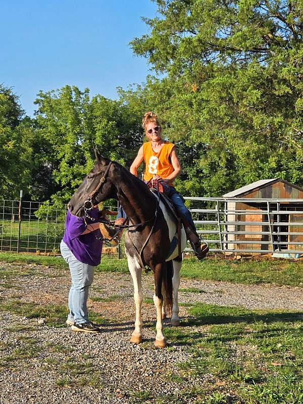 spotted-saddle-horse