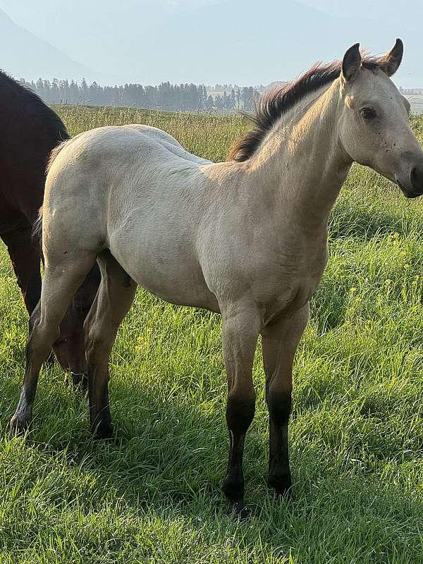 buckskin-quarter-pony-colt