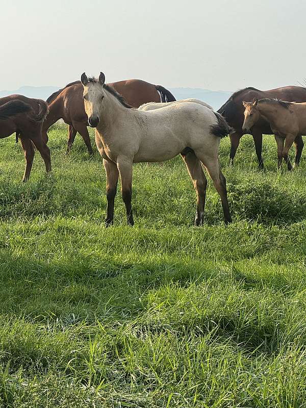 buckskin-trail-ridin-pony