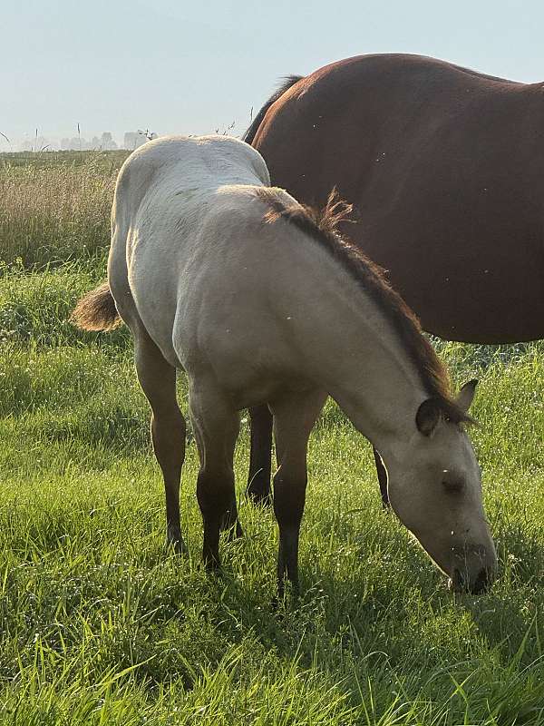 trail-ridin-colt
