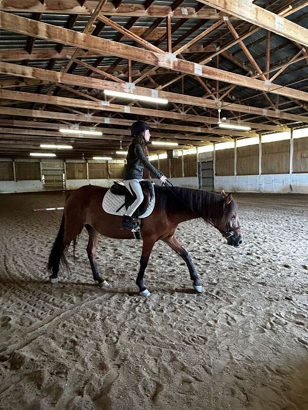 adorable-mustang-pony