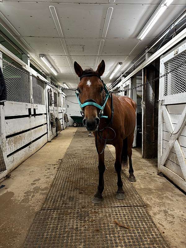 animals-mustang-pony