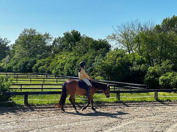 arena-mustang-pony
