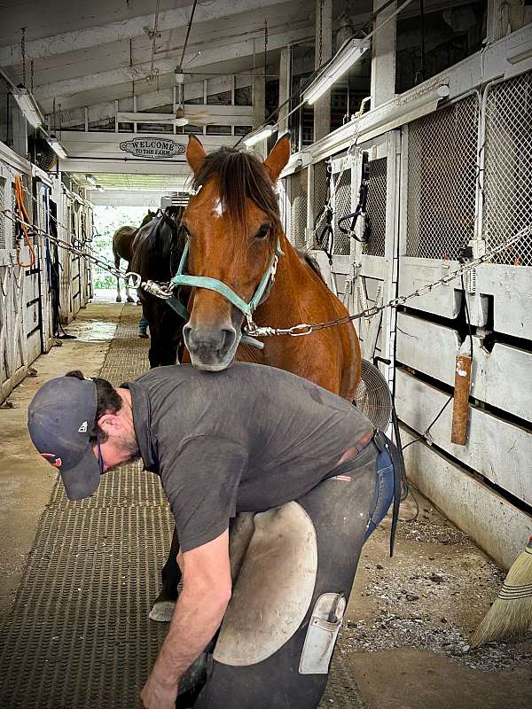 backyard-mustang-pony