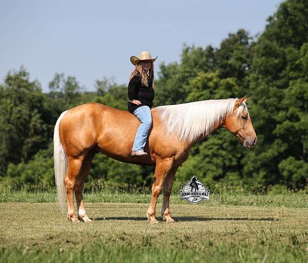 palomino-brand-horse