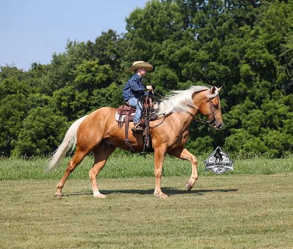 quarter-horse