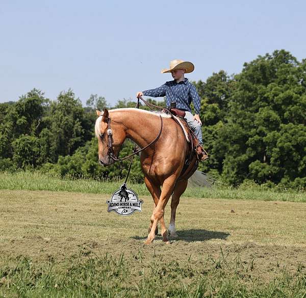 ranch-work-quarter-horse