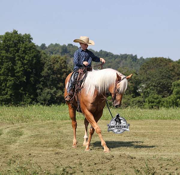 beginner-safe-quarter-horse