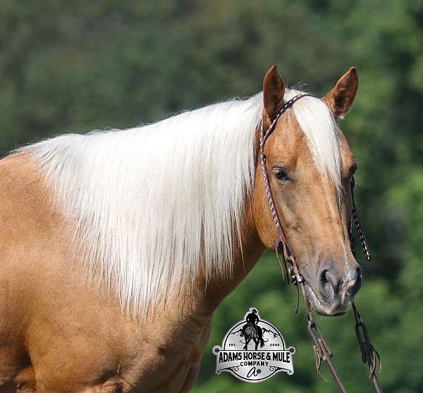 jumper-quarter-horse
